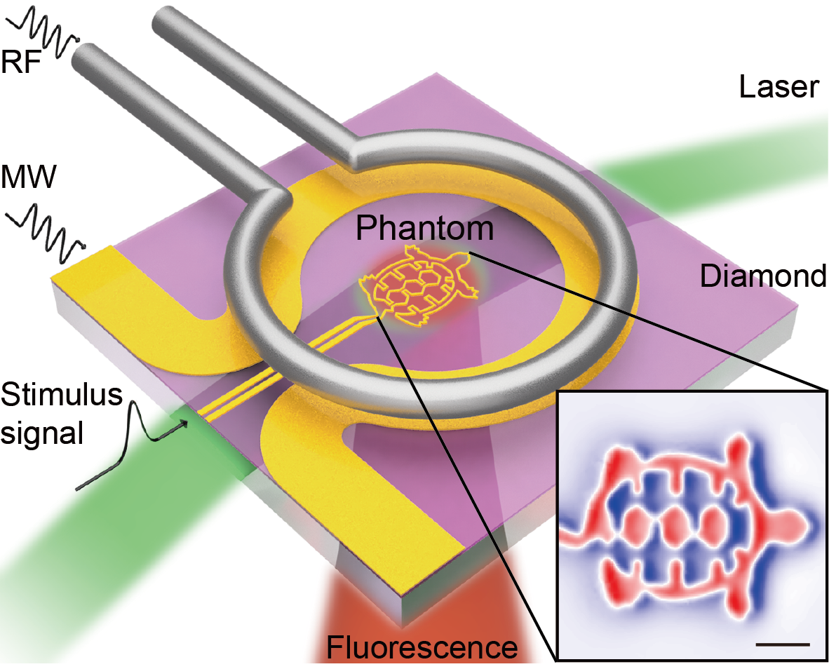 TOC graphic: quantum diamond microscope for dynamic magnetic imaging